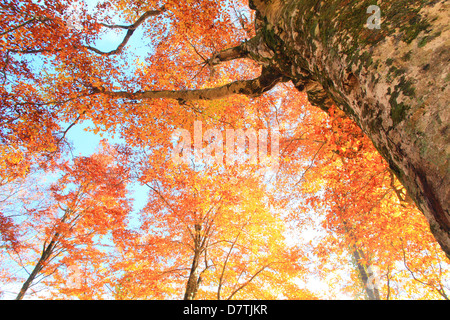 Buche im Herbst Stockfoto