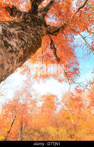 Buche im Herbst Stockfoto