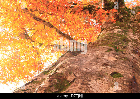 Buche im Herbst Stockfoto