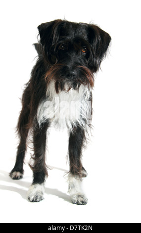 Jackapoo Hund fotografiert in einem Studio geeignet für Ausschnitt Stockfoto