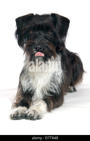 Jackapoo Hund fotografiert in einem Studio geeignet für Ausschnitt Stockfoto