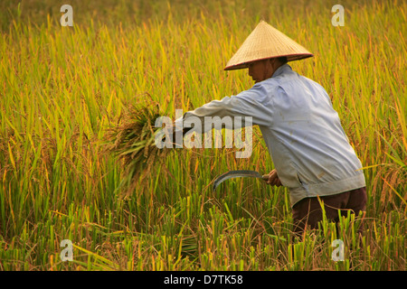 Bauern ernten Reis, Tam Coc, Provinz Ninh Binh, Vietnam Stockfoto