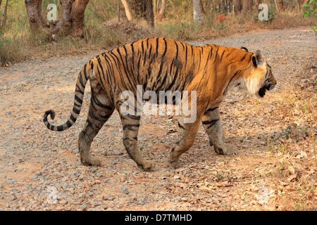 Bengal Tiger (Panthera Tigris Tigris) Bannerghatta Nationalpark, Karnataka, Indien Stockfoto