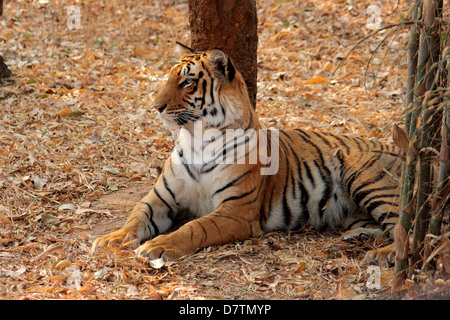 Bengal Tiger (Panthera Tigris Tigris) Bannerghatta Nationalpark, Karnataka, Indien Stockfoto