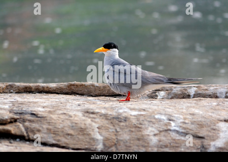 Der Indian River-Tern, Sterna aurantia Stockfoto