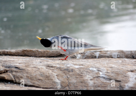 Der Indian River-Tern, Sterna aurantia Stockfoto