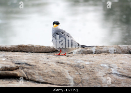 Der Indian River-Tern, Sterna aurantia Stockfoto