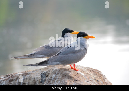 Der Indian River-Tern, Sterna aurantia Stockfoto