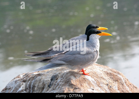 Der Indian River-Tern, Sterna aurantia Stockfoto