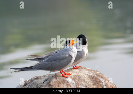 Der Indian River-Tern, Sterna aurantia Stockfoto