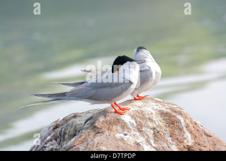 Der Indian River-Tern, Sterna aurantia Stockfoto