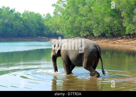 Kerala-Elefant Stockfoto