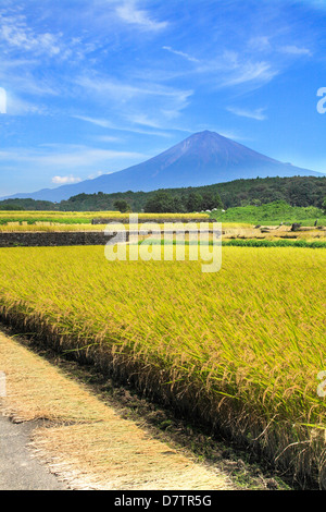 Reis-Ohren und Mount Fuji Stockfoto