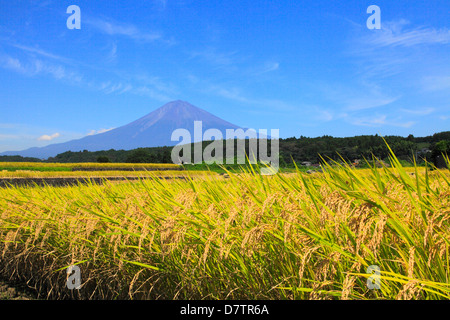 Reis-Ohren und Mount Fuji Stockfoto