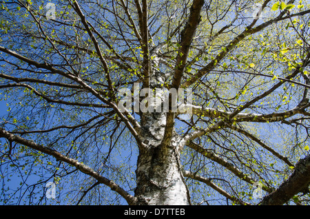 Niedrigen Winkel Bild des Stammes Birke im Frühling Stockfoto