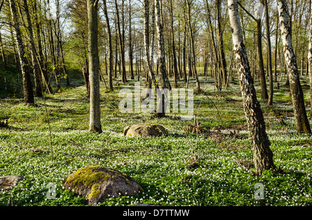 Schwedischen Wald auf der Insel Öland mit Holz Anemonen blühen Stockfoto