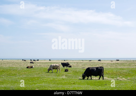 Weidevieh an der Küste der schwedischen Insel Öland in der Ostsee. Stockfoto
