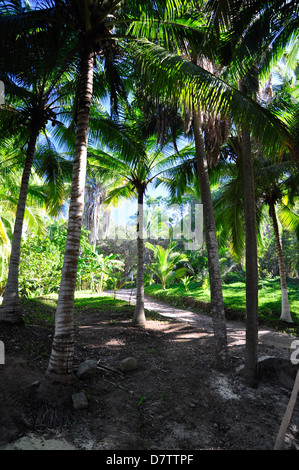 Pfad, gesäumt von Palmen in Mexiko. Stockfoto
