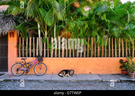 Hund schläft auf Bürgersteig in San Pancho, Mexiko. Stockfoto