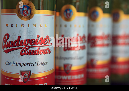 Flaschen Budweiser in Folge Stockfoto