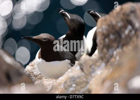 Guillemot und zwei Tordalken auf einem prekären Felsvorsprung auf der Isle of May eine nationale Natur-Reserve in den Firth of Forth-Schottland Stockfoto