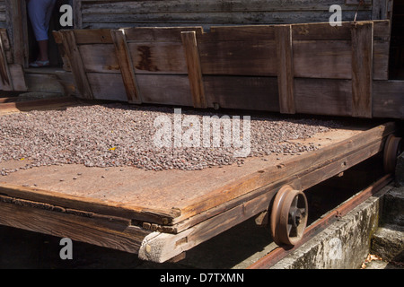 Trocknen der Kakaobohnen, Dougaldston Estate, Grenada, Windward-Inseln, West Indies, Karibik Stockfoto