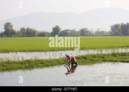 Frau arbeitet in Reisfeldern in der Nähe von Kengtung (Kyaingtong), Shan-Staat, Birma Stockfoto