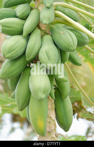 Papaya (Papaya) (Carica Papaya), Wayaseva Island, Yasawa Inselgruppe, Fidschi Inseln im Südpazifik Stockfoto