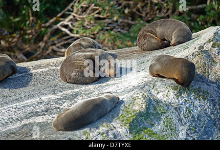 Robben, Milford Sound, Fiordland-Nationalpark, UNESCO-Weltkulturerbe, Southland, Südinsel, Neuseeland Stockfoto