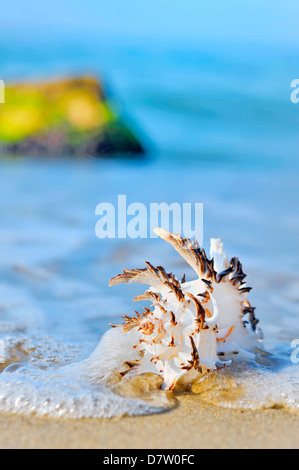 Muschel am Strand trieb in einem natürlichen Hintergrund Stockfoto