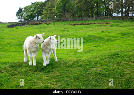 Zwei kleine Lämmer auf grünen Wiesen in England. Stockfoto