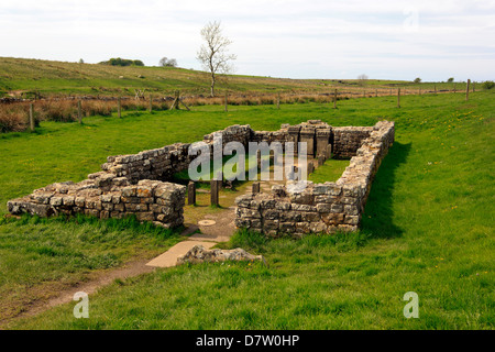 Tempel des Mithras am Carrawburgh in der Nähe der Hadrianswall in Nordengland. Stockfoto