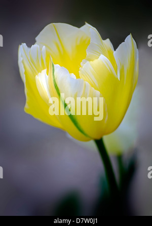 Gelbe Tulpe mit Akzenten in weiß und Creme, Irland Stockfoto