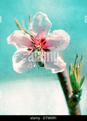 strukturierten altes Papierhintergrund, Biene sammelt Honig auf einer Blume Stockfoto