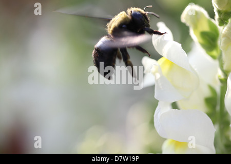 Biene auf einer Blume, Antirrhinum majus Stockfoto