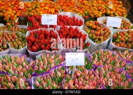 Bloemenmarkt Blumenmarkt, Amsterdam, Niederlande Stockfoto