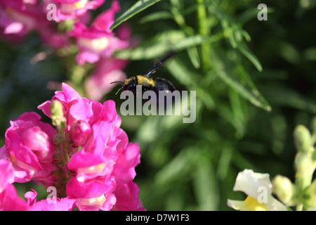 Fehler auf einer Blume, Antirrhinum majus Stockfoto