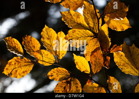 Buche-Blätter mit Herbstfarben im Cansiglio Wald, Belluno, Veneto, Italien Stockfoto