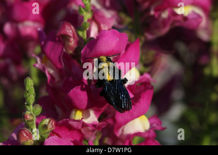 Fehler auf einer Blume, Antirrhinum majus Stockfoto