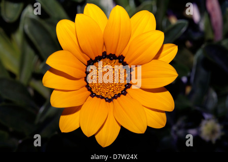 Nahaufnahme der Gazanien / Blume - Familie Asteraceae Schatz Stockfoto