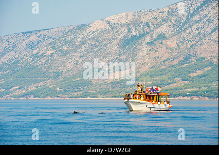 Delphine beobachten Ausflug mit dem Boot von der Insel Brac, Dalmatien, Adria, Kroatien Stockfoto