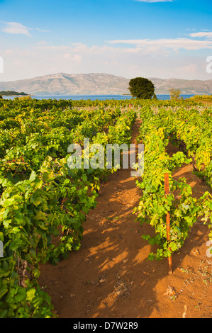 Weinberg, Lumbarda, Korcula Insel, Dalmatien, Adria, Kroatien Stockfoto