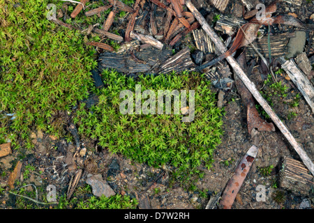 Nahaufnahme von Twisted Moss/Star Moss - Tortula Ruralis - Familie Pottaceae Stockfoto