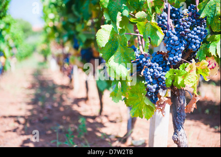 Trauben an einer Rebe in einem Weinberg, Lumbarda, Insel Korcula, Dalmatien, Kroatien Stockfoto