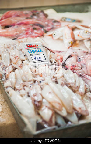 Frische Calamares (Tintenfisch) in Fischmarkt von Split, Split, Dalmatien, Kroatien Stockfoto