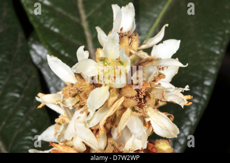 Nahaufnahme der Loquat Blumen / Japanische Pflaume / chinesische Pflaume - Eriobotrya Japonica - Familie Rosengewächse Stockfoto