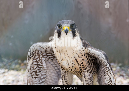 Peregrine Falcon beugen, seine Flügel während thront auf einem Pfosten an der Gauntlet Birds Of Prey Adler und Geier Park in Cheshire. Stockfoto