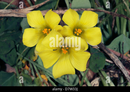 Gelb / schleichende, Procumbent/Sauerklee Sauerklee oder Woodsorrel/Sleeping Beauty - Oxalis Corniculata - Familie Oxalidaceae Stockfoto