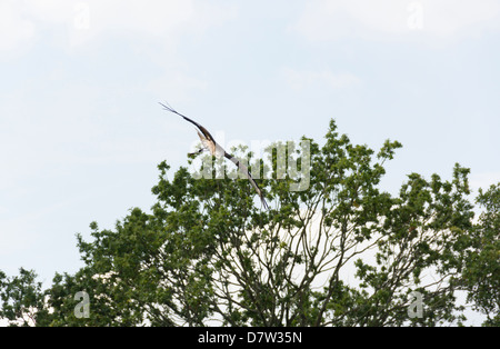 Sakerfalken Sturzflug gegen einen unsichtbaren Köder durch den Hundeführer während einer Falknerei flying Display bereitgestellt. Stockfoto