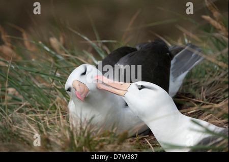 Den Hof Black-browed Albatross (Black-browed Mollymawk) (Diomedea Melanophris), Westpunkt, Falkland Island, Süd-Amerika Stockfoto